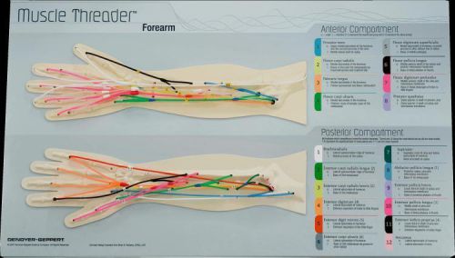 Forearm muscle threader - human anatomical model for sale