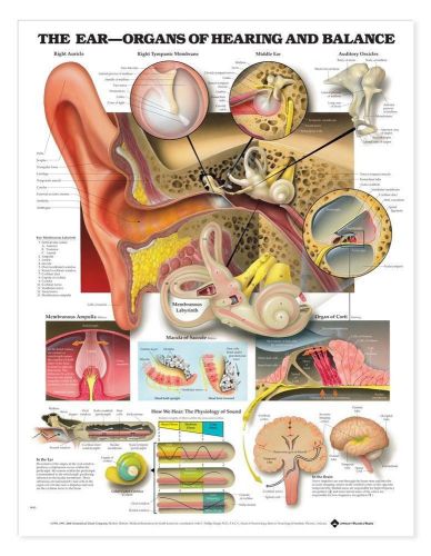 The Ear -Organs of Hearing and Balance * Anatomy Poster * Anatomical Chart Comp.