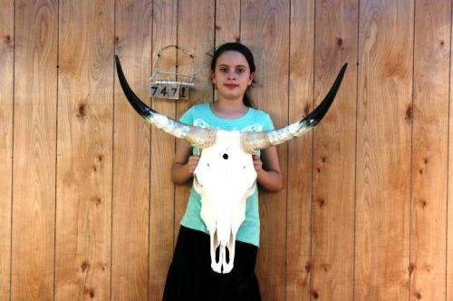 STEER SKULL AND 2&#039; 6&#034; LONG HORNS COW LONGHORNS H7471