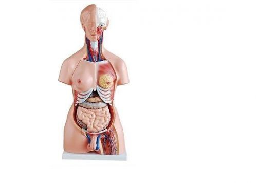 Anatomical Human Body Torso Model Unisex 85cm Brand New &amp; Aei-204