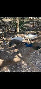 4 peacock peafowl hatching eggs. India Blue White