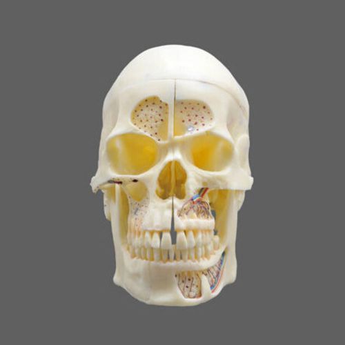 Dentalmall Dental Model #5004 02 - Detachable Pro Skull Model