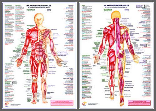 Major muscles anatomy professional fitness wall charts 2 poster set for sale
