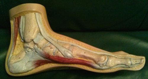 Vintage Somso Anatomical Teaching Model Normal FOOT Muscle Distal End Tibia NS1