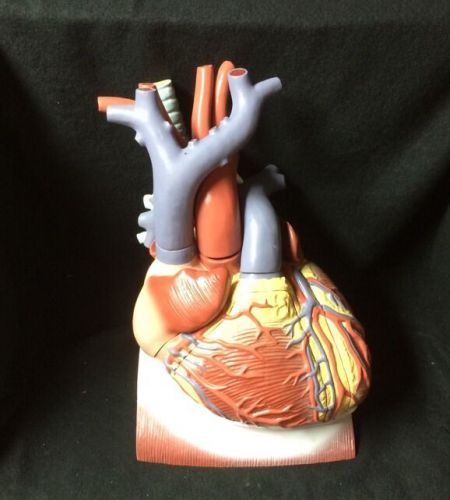 3B Scientific - VD251 Giant Human Heart on Diaphragm Anatomical Model - 10 part