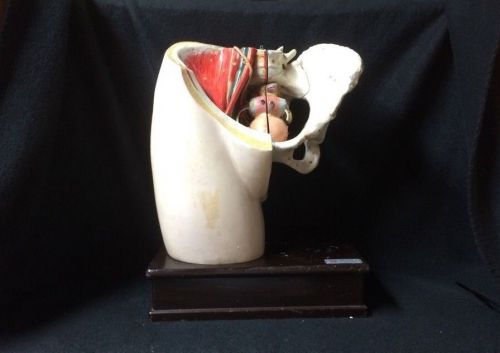 Antique Vintage Clay Adams - Female Pelvis Hip bone Uterus Anatomical Model