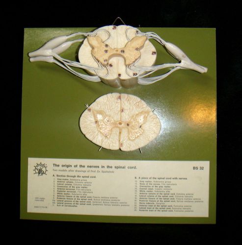 Somso bs32/37 spinal cord with nerve branches anatomical model bs 32-37 for sale