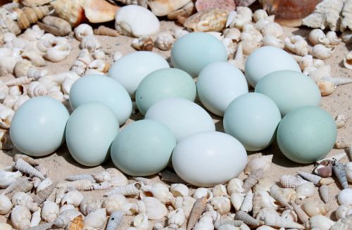 12+ Wheaten/Blue Wheaten Ameraucana Hatching Eggs