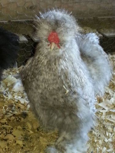 Cuckoo Silkie Hatching Eggs (6) FREE SHIPPING