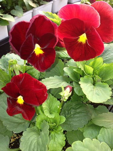 SALE,,,Fresh Beautiful Scarlet Pansy (10+ Seeds) House or Bedding Plant
