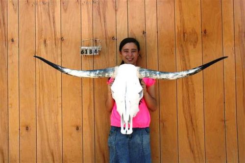 Steer skull long horns 4&#039; 9&#034; cow bull skulls horn h6184 for sale