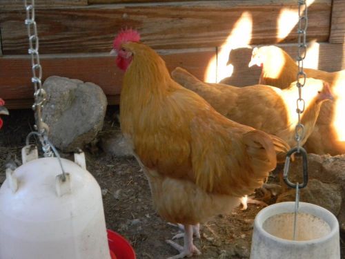 8 + extra (If Available) Buff Orpington Hatching Eggs NPIP Certified GA-1296