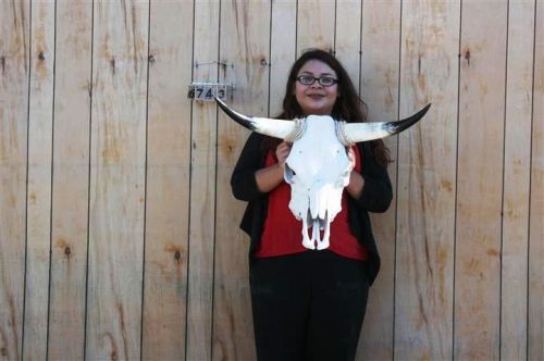 Steer skull long horns 2&#039; 4&#034; cow bull skulls horn h6743 for sale