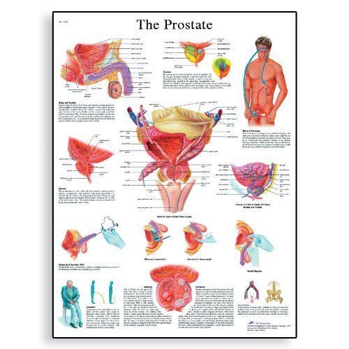 3B Scientific VR1528L Glossy Laminated Paper The Prostate Gland Anatomical Chart