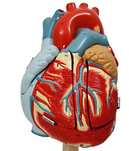 The Original Heart of America - Oversized Human Heart Anatomical Model