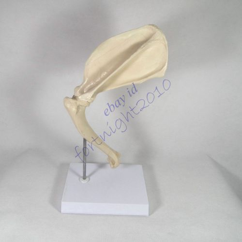 RS canine dog shoulder joint model veterinary anatomy display study teaching