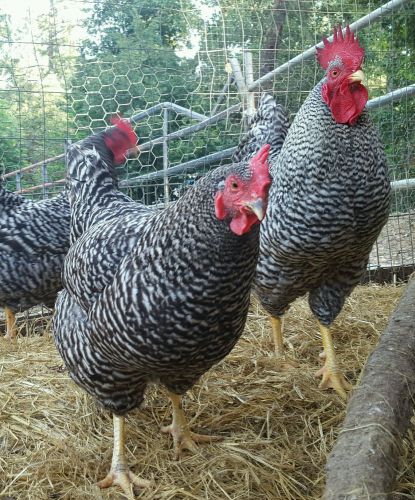Hatching Eggs, 6 Barred Rock and 6 Black Australorp eggs