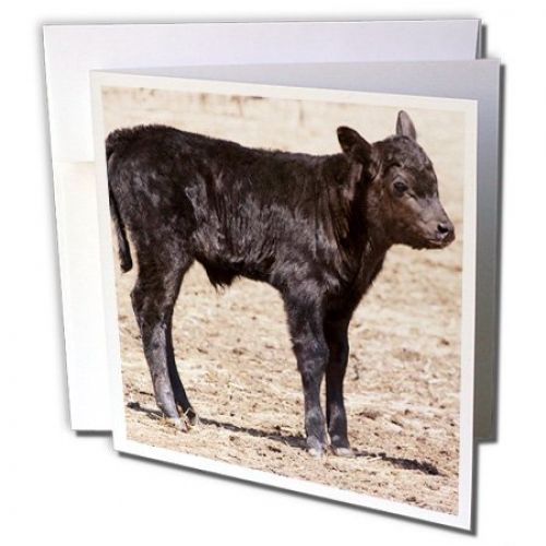 3dRose Greeting Cards, 6 x 6 Inches, Pack of 12, Black Angus Cow Standing in