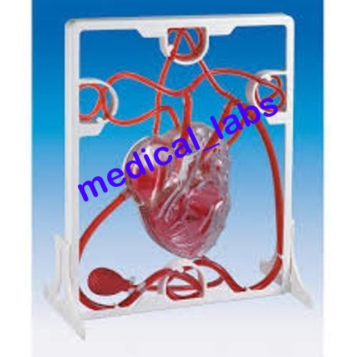 Pumping Heart Model anatomical models Superior quality medical_labs ASI