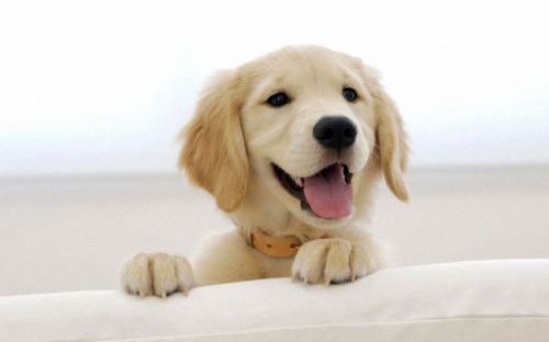 New Golden Retriever Mouse Pad Mats Mousepad Hot Gift