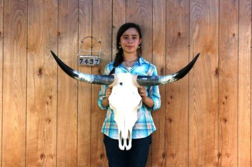 STEER SKULL AND 2&#039; 11&#034; LONG HORNS COW LONGHORNS H7437