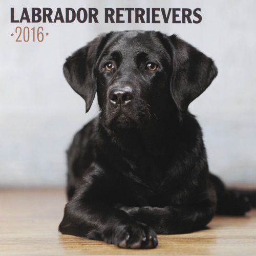 16-Month 2016 LABRADOR RETRIEVERS Wall Calendar NEW Cute Dogs &amp; Puppies