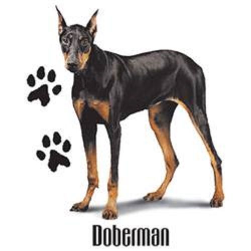 Doberman Dog HEAT PRESS TRANSFER for T Shirt Sweatshirt Tote Quilt Fabric  840f