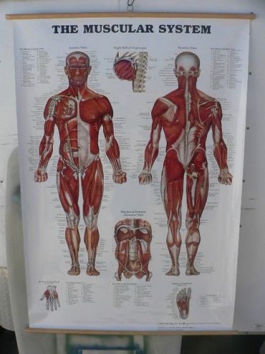 Giant size 42&#034; x 62&#034; muscular system chart poster~anatomical diagram for sale