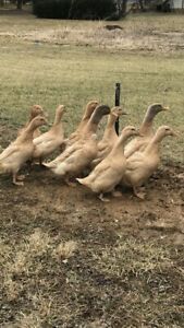 12+ Buff Duck Hatching Eggs