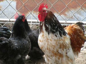 10  Fresh fertile Frizzle / Cochin (bantam) Hatching Eggs