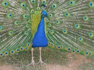 Four India Blue Peacock Eggs for Hatching