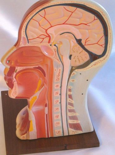 Lifesize human head neck anatomical anatomy model New