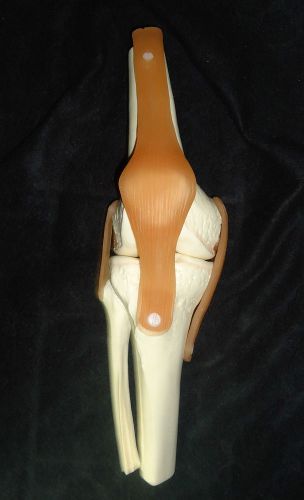 SOMSO NS 50 Functional Model of the Knee Joint Anatomical Ligaments No Base