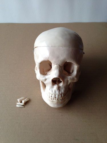 Plastic Human Skull Medical