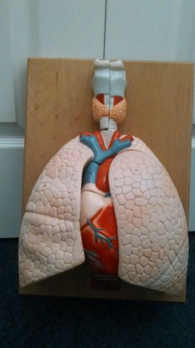 Denoyer Geppert - A42 Cardiopulmonary System Lung with Larynx Anatomical Model