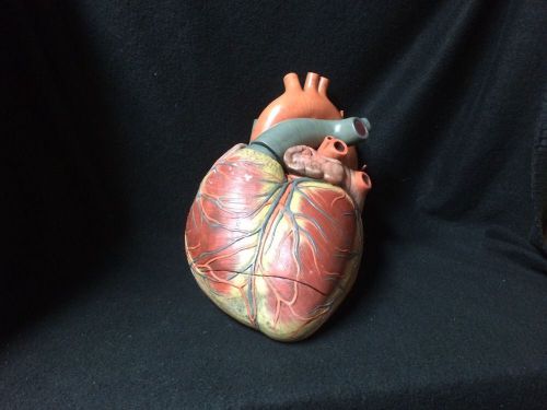 SOMSO HS1 Giant Human Heart Anatomical Model without Base - 3 parts (HS 1)
