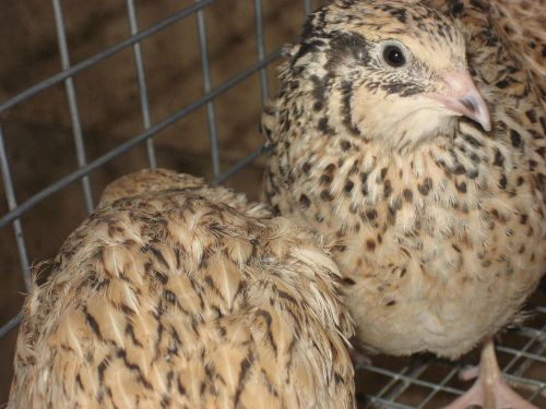 12+ Golden Speckled Coturnix Quail Hatching Eggs NPIP