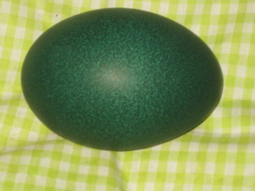 1 FRESH AND FERTILE EMU EGGS READY FOR HATCHING Click to view larger image and o