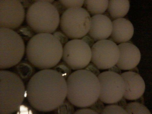 15 tennessee red quail hatching eggs