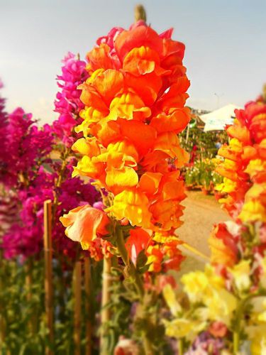 SALE,,,Fresh Orange Snapdragon (10+ Seeds) House or Bedding Plant.WOW!!!