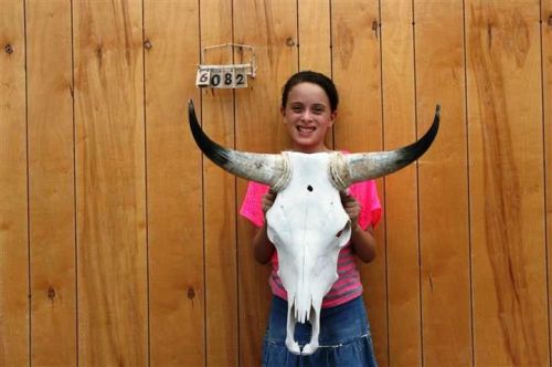 STEER SKULL LONG HORNS 1&#039; 11&#034; COW BULL SKULLS HORN H6082