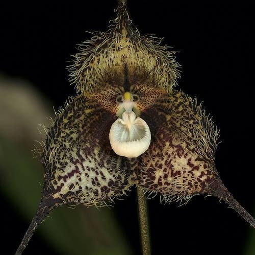 Fresh premium dracula &#034;woolwardiae&#034; (monkey faced orchid)-(10+ seeds) wow, l@@k! for sale