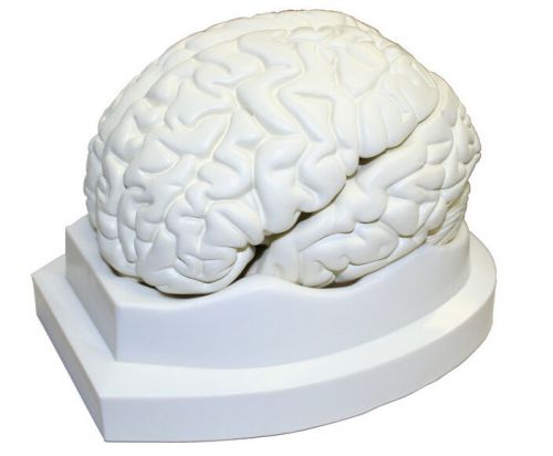 Life Size Human Brain Anatomical Model 3 Parts 6 x 5 x 7.5 Inches New Arrival