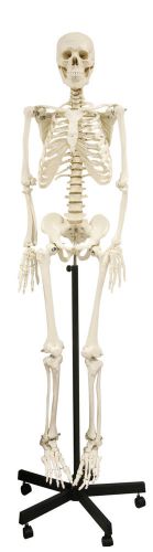 Vision Scientific Full Size Human Skeleton-66&#034; (168cm) withThick Zip Dust Cover