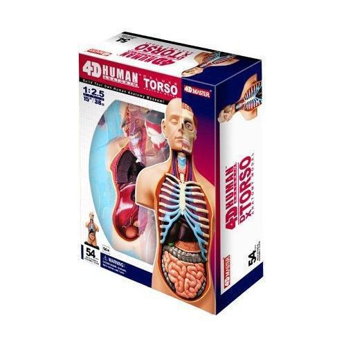 4d deluxe human anatomy torso model 3d cutaway puzzle for sale