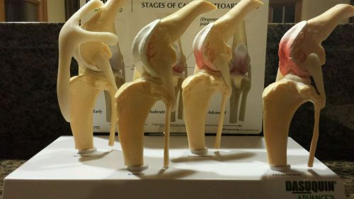 4-set canine osteoarthritis model