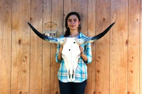 Steer skull and 3&#039; 0&#034; long horns cow longhorns h7498 for sale