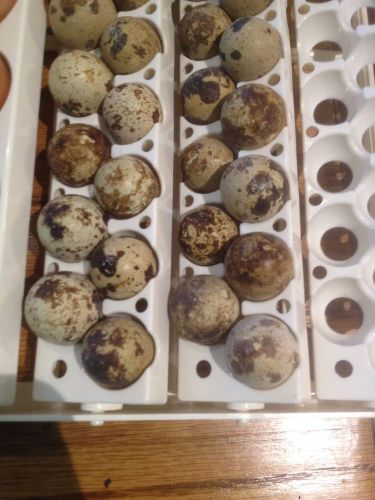12+ Pharoah Quail Hatching Eggs for Incubation &#034;NPIP CERTIFIED&#034;