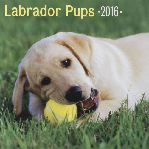 16-Month 2016 LABRADOR PUPS Wall Calendar NEW Cute Dogs &amp; Puppies Retrievers