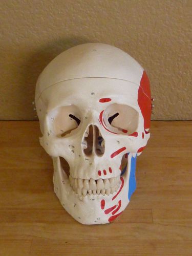 3B Scientific A23 Skull w/painted anatomical features Mint Medical Dental